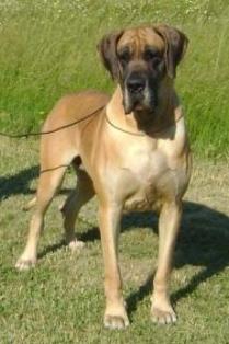 Akara des Armoiries aux Têtes d'Or - 1 Exc Cacs / Meilleur de Race