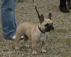 Delquine des Armoiries aux Têtes d'Or - 4ème Exc (Classe intermédiaire)