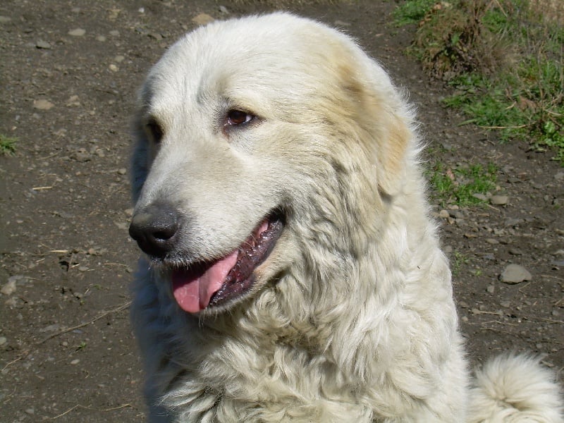 Publication : de la chapelle de Pouyaspe Auteur : Caroline Guilleminot