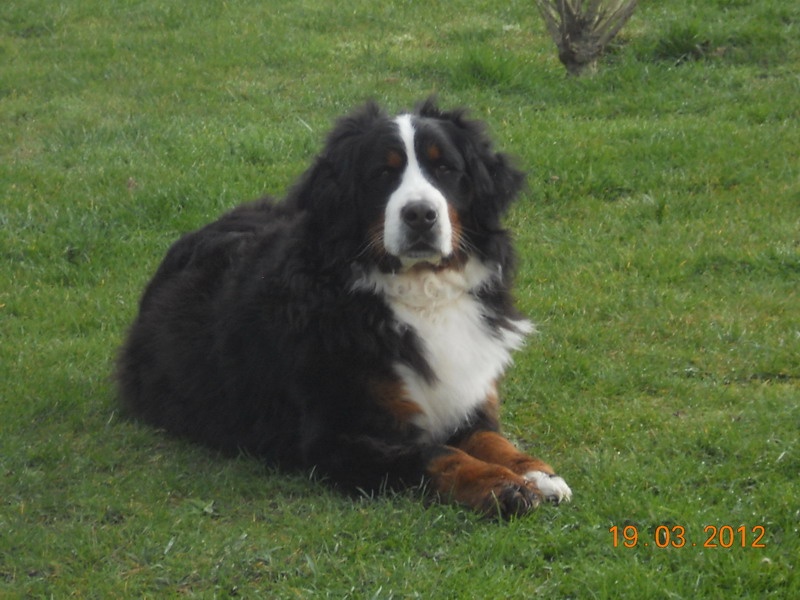 Dana du Domaine d'Ulane - 3e EXCELLENT (classe ouverte)