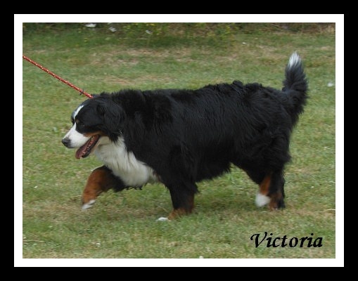 Victoria de la Clairiere aux Cerfs - 1er Excellent - Meilleur vétéran