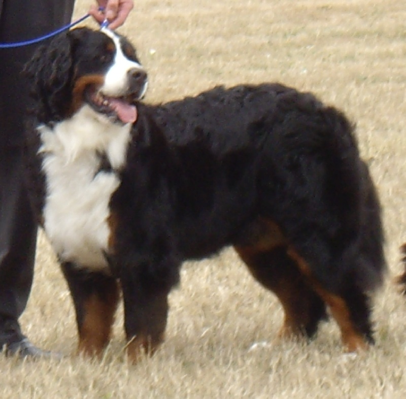 Dana du Domaine d'Ulane - EXCELLENT