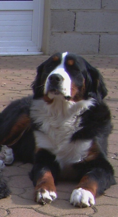 Victoria de la Clairiere aux Cerfs - 1er Très bon