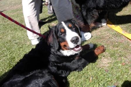 Victoria de la Clairiere aux Cerfs - Très prometteur