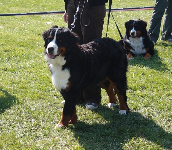 Dana du Domaine d'Ulane - Très Bon