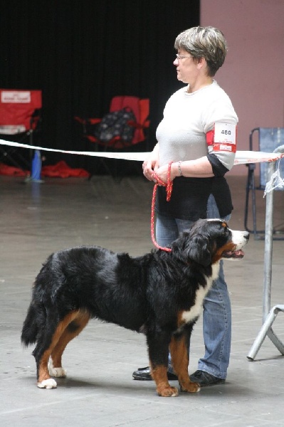 Hibis du Domaine d'Ulane - Très bon non classé (Classe Intermédiaire)