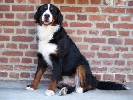 Victoria de la Clairiere aux Cerfs - 2e EXCELLENT