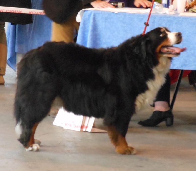 Victoria de la Clairiere aux Cerfs - 1er Excellent Classe Vétéran - Meilleur Vétéran