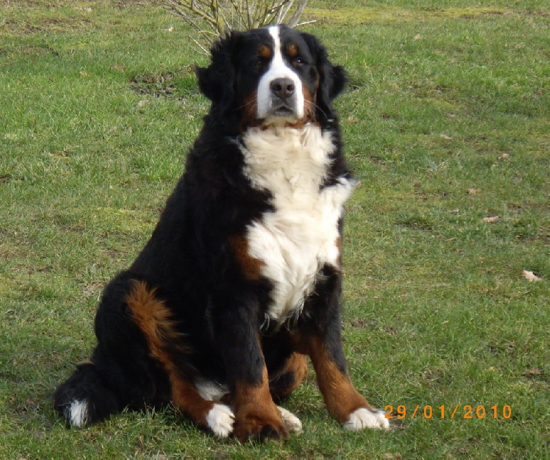 Dana du Domaine d'Ulane - Très Bon