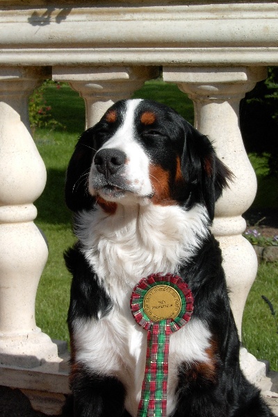 Victoria de la Clairiere aux Cerfs - très prometteur - meilleur puppy