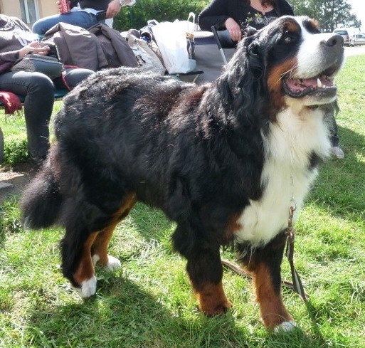 Dana du Domaine d'Ulane - 4e EXCELLENT (Classe Ouverte)