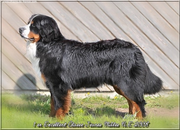 Cyrano de La Balade du Briantais - 1er EXCELLENT en classe jeunes mâles