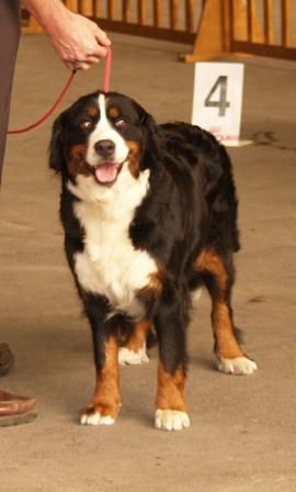 Victoria de la Clairiere aux Cerfs - 3e EXCELLENT