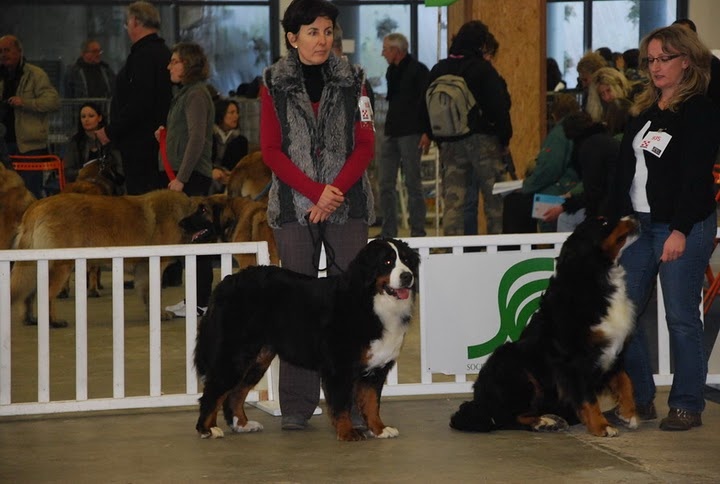 Dana du Domaine d'Ulane - EXCELLENT