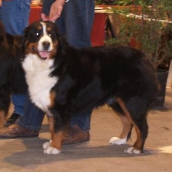 Enigma du domaine des neiges eternelles - 2ème EXCELLENT