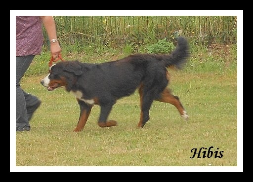 Hibis du Domaine d'Ulane - Excellent non classé (Classe jeune)