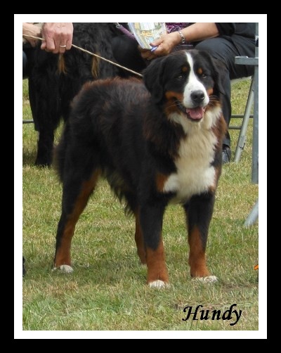 Hundy du Domaine d'Ulane - Très bon (classe jeune)