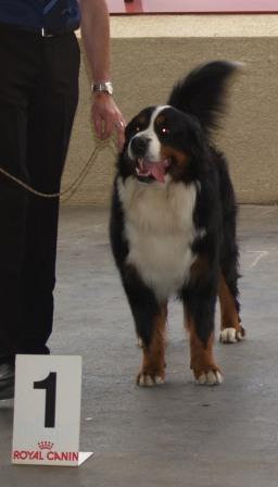 Cyrano de La Balade du Briantais - 1er EXCELLENT avec RCACS