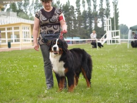 Cyrano de La Balade du Briantais - 1er EXCELLENT meilleur jeune