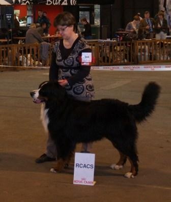 Cyrano de La Balade du Briantais - 2ème EXCELLENT et RCACS