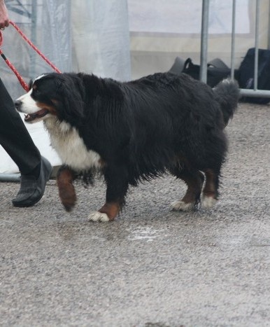Victoria de la Clairiere aux Cerfs - 1er Excellent Meilleure Vétéran