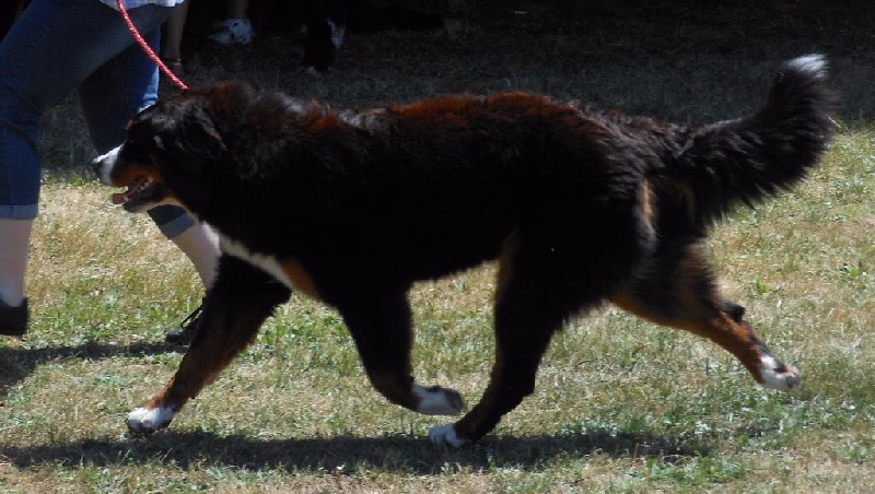 Jilliane du Domaine d'Ulane - Très bon (classe jeune)