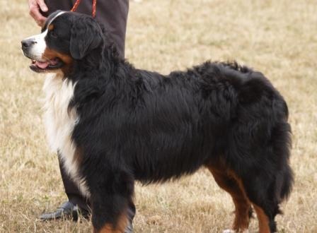 Cyrano de La Balade du Briantais - EXCELLENT