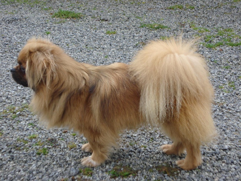 Publication : du temple des Vestales Auteur : Elevage : Du Temple Des Vestales