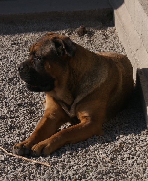 Publication : du temple des Vestales Auteur : Elevage : du Temple Des Vestales