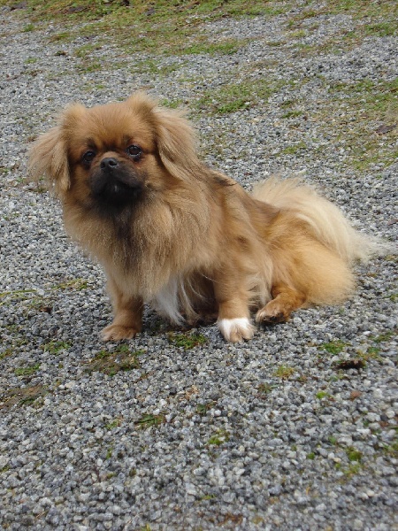 Publication : du temple des Vestales Auteur : Elevage : Du Temple Des Vestales