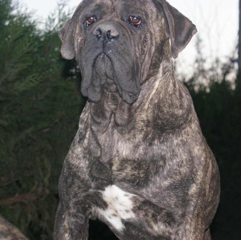 Publication : du temple des Vestales Auteur : Elevage : du Temple Des Vestales