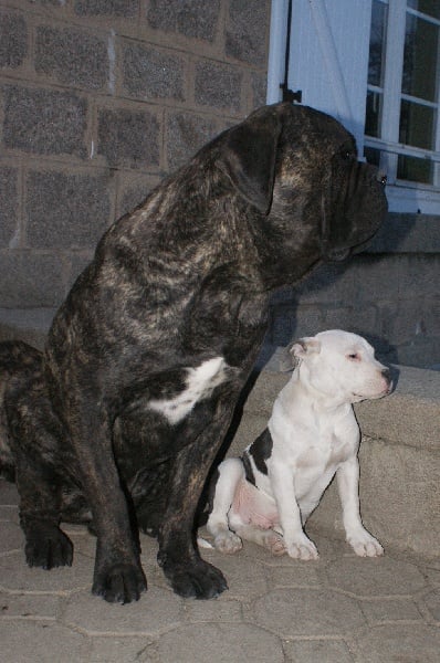 Publication : du temple des Vestales Auteur : Elevage : du Temple Des Vestales