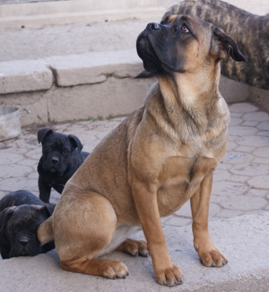 Publication : du temple des Vestales Auteur : Elevage : du Temple Des Vestales