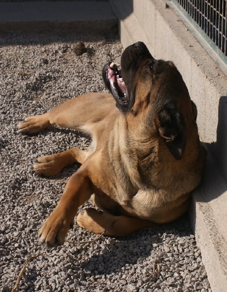 Publication : du temple des Vestales Auteur : Elevage : du Temple Des Vestales