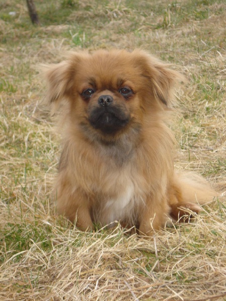 Publication : du temple des Vestales Auteur : Elevage : Du Temple Des Vestales