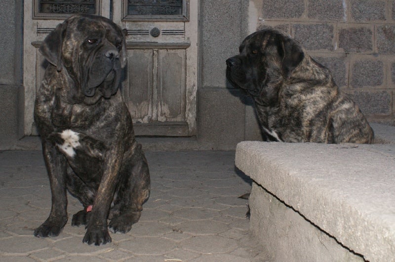 Publication : du temple des Vestales Auteur : Elevage : du Temple Des Vestales