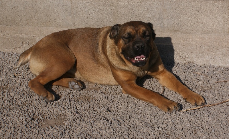 Publication : du temple des Vestales Auteur : Elevage : du Temple Des Vestales