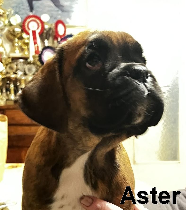ASTER