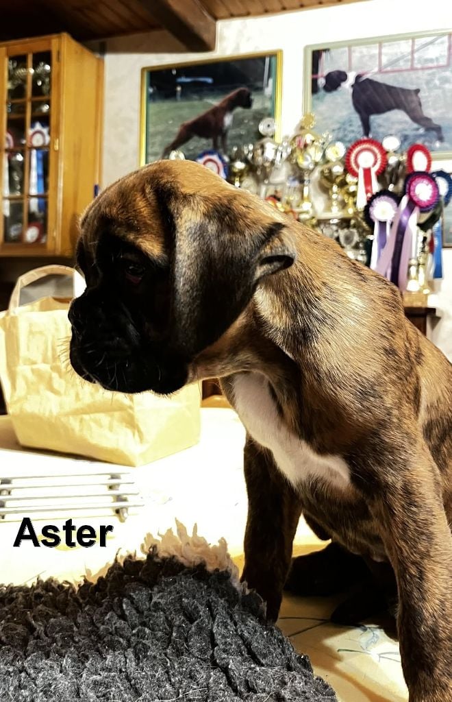 ASTER