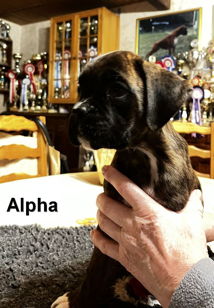 ALPHA