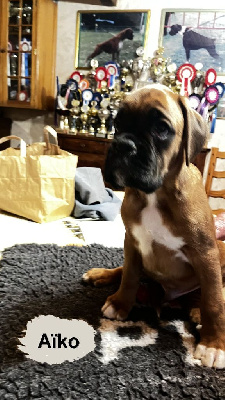 Les chiots de Boxer