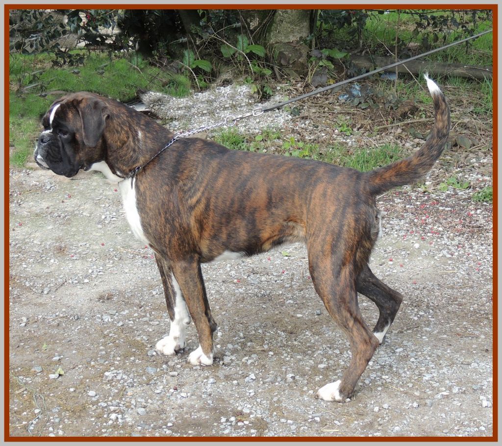 Nuggets De la vallee du thin - 1er Excellent - (classe jeune)