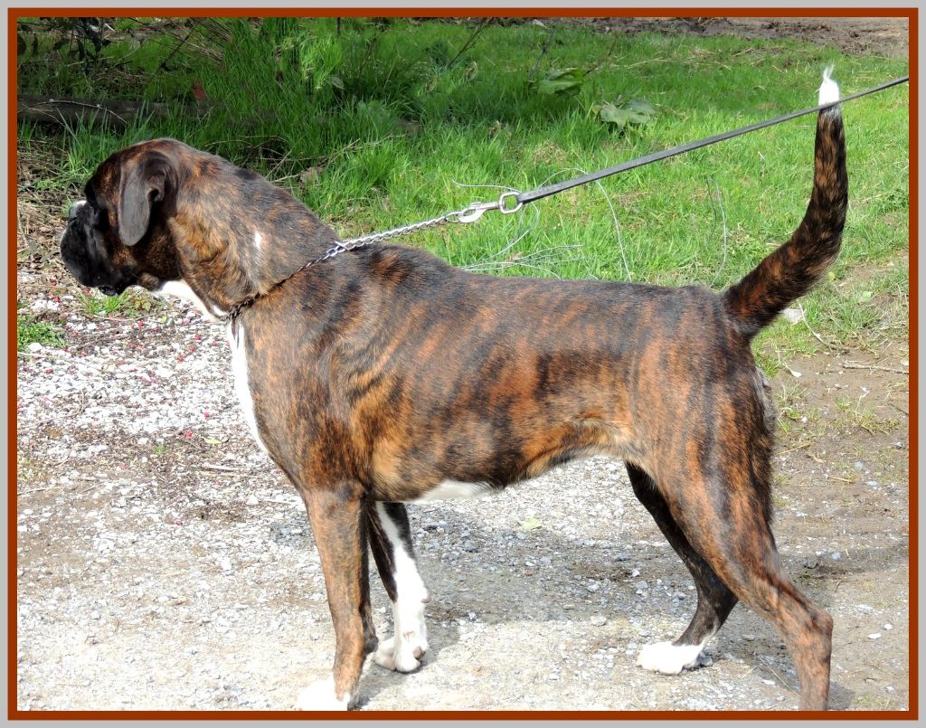 Nuggets De la vallee du thin - 1er EXCELLENT - C.A.C.S - Meilleur du sexe opposé (classe intermédiaire)