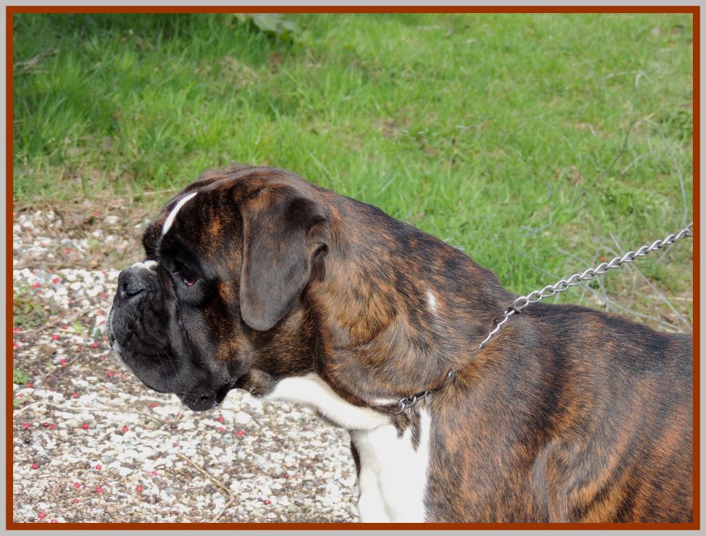 Nuggets De la vallee du thin - 3 ème EXCELLENT (classe jeune)