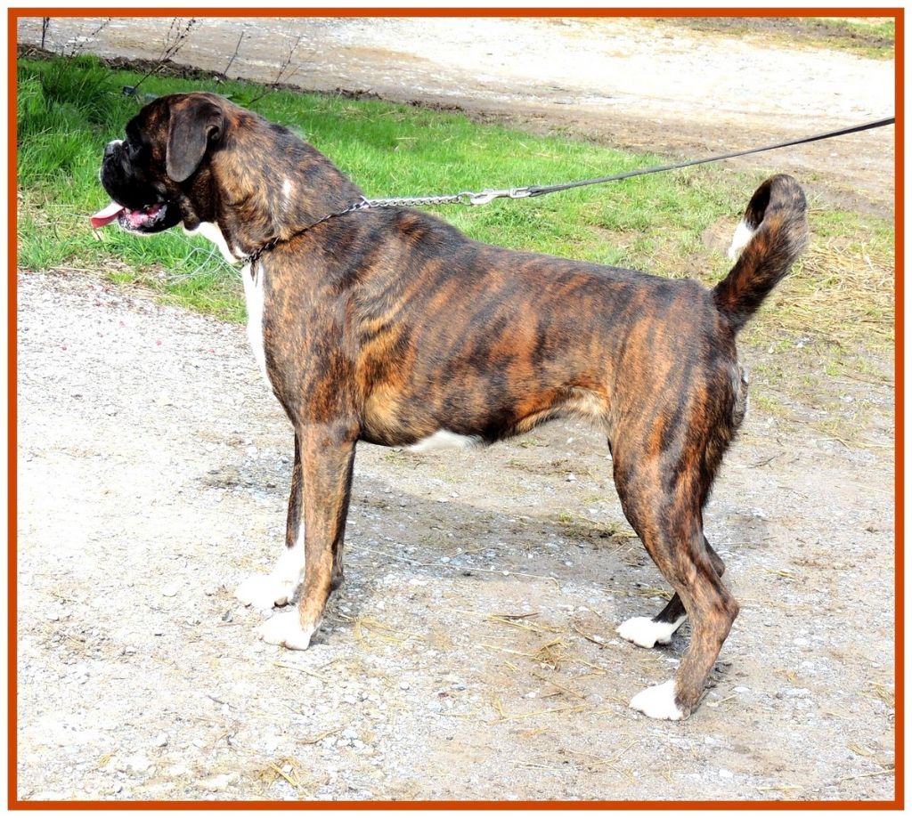 Nuggets De la vallee du thin - 1er. EXCELLENT - Meilleur junior - en classe jeune