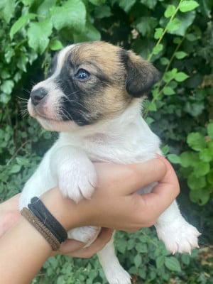Les chiots de Jack Russell Terrier
