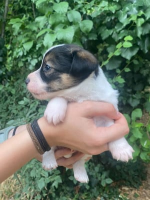 Les chiots de Jack Russell Terrier