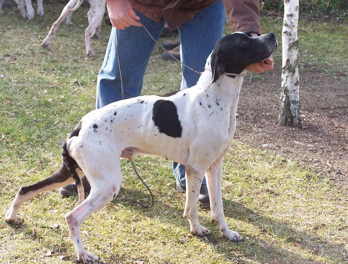 CH. Simon de Coucareille - 1 EXC CAC-CACIT