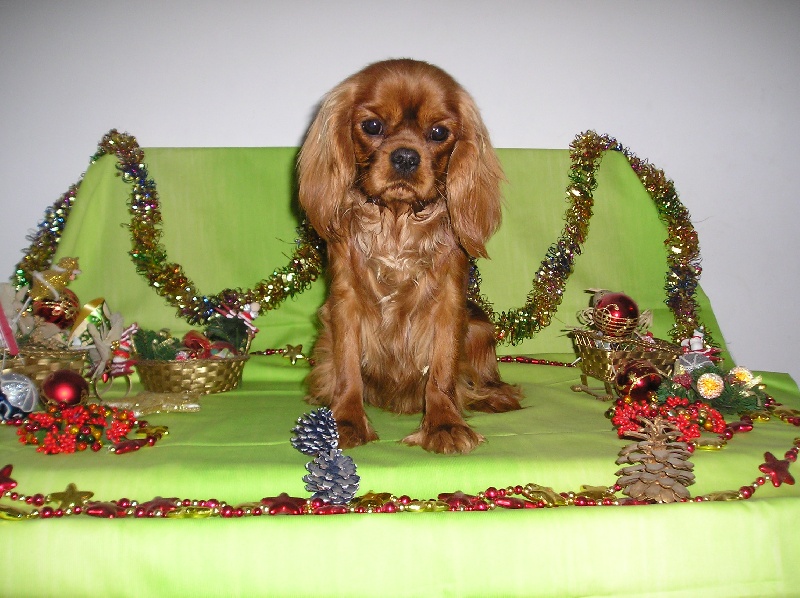 Bambou Du mas paskalia - 2eme EX