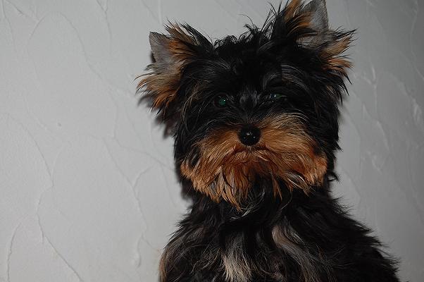 Publication : Domaine du Millyork Auteur : milleville aurore